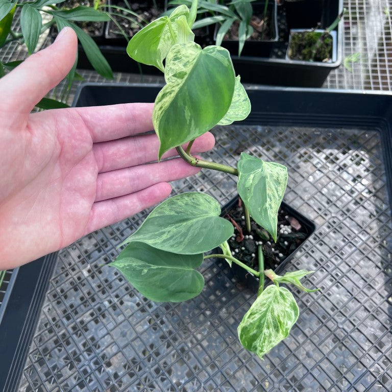Philodendron Hederaceum, Heart Leaf, Exact Plant Variegated Ships Nationwide