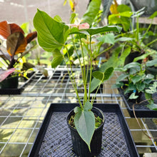Load image into Gallery viewer, Anthurium Shibori, Exact Plant Variegated 1 gallon pot

