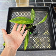 Load image into Gallery viewer, Epipremnum Amplissimum, Exact Plant Variegated Ships Nationwide
