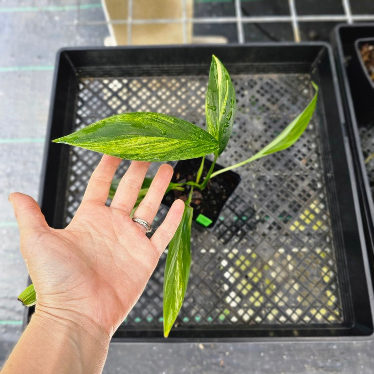 Epipremnum Amplissimum, Exact Plant Variegated Ships Nationwide