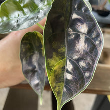 Load image into Gallery viewer, Alocasia Azlanii Aurea variegated exact plant, Fedex 2day*
