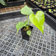 Load image into Gallery viewer, Anthurium Faustomirandae, Faustino&#39;S Giant, Exact Plant Ships Nationwide
