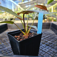 Load image into Gallery viewer, Philodendron Atabapoense, Exact Plant 4&quot; variegated Ships Nationwide
