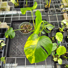 Load image into Gallery viewer, Monstera Borsigiana Aurea, Exact Plant Variegated Ships Nationwide
