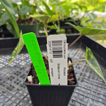 Load image into Gallery viewer, Alocasia scalprum Aurea, Exact Plant Ships Nationwide
