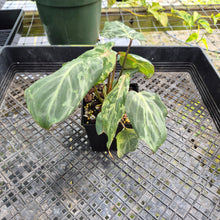 Load image into Gallery viewer, Philodendron Gloriosum Snow Leopard, variegated, Exact Plant Ships Nationwide

