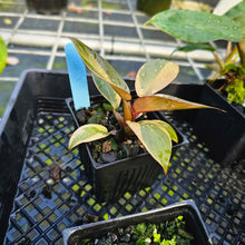Load image into Gallery viewer, Philodendron Black Cardinal, Exact Plant Variegated
