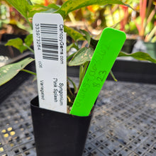 Load image into Gallery viewer, Syngonium Pink Splash, Exact Plant Variegated Ships Nationwide
