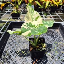 Load image into Gallery viewer, Alocasia Odora, Okinawa Silver Variegated exact plant, Fedex 2day*
