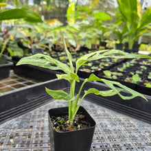 Load image into Gallery viewer, Monstera Adansonii Mint &quot;Indonesia&quot;, Exact Plant Variegated Ships Nationwide
