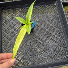 Load image into Gallery viewer, Anthurium Vittarifolium , Exact Plant Variegated Ships Nationwide
