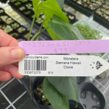 Load image into Gallery viewer, Monstera Sierrana Hawaii Clone exact plant, Fedex 2day*
