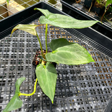 Load image into Gallery viewer, Anthurium Papillilaminum Fort Sherman, Exact Plant Ships Nationwide
