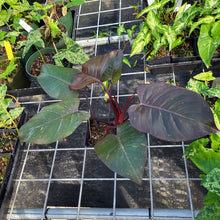 Load image into Gallery viewer, Philodendron Orange Princess, Exact Plant Variegated Ships Nationwide
