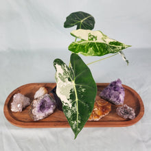 Load image into Gallery viewer, Alocasia Frydek Variegated 4&quot; pot, Fedex 2 day*
