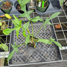 Load image into Gallery viewer, Philodendron Quercifolium x Pedatum, Exact Plant Ships Nationwide
