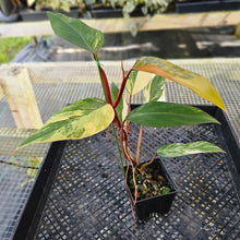 Load image into Gallery viewer, Philodendron Strawberry Shake, Exact Plant Variegated Ships Nationwide
