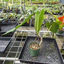 Load image into Gallery viewer, Philodendron Maximum exact plant, Fedex 2day
