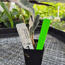 Load image into Gallery viewer, Alocasia nobilis pink Variegated Ships Nationwide
