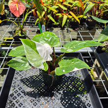 Load image into Gallery viewer, Philodendron White Princess Variegated exact plant, Fedex 2day*
