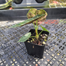 Load image into Gallery viewer, Alocasia Watsoniana Albo Pink variegated, Exact Plant Ships Nationwide
