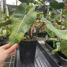 Load image into Gallery viewer, Philodendron Ilsemanii Variegated exact plant, Fedex 2day*
