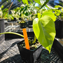 Load image into Gallery viewer, Monstera Borsigiana Aurea, Exact Plant Variegated Ships Nationwide
