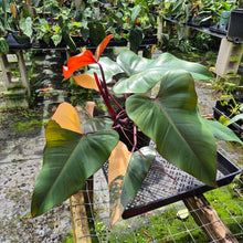 Load image into Gallery viewer, Philodendron Pink Princess Variegated exact plant, Fedex 2day*
