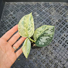 Load image into Gallery viewer, Scindapsus Peasun, Exact Plant Variegated Ships Nationwide
