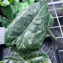 Load image into Gallery viewer, Alocasia Wentii, Exact Plant Variegated Large Ships Nationwide
