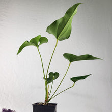 Load image into Gallery viewer, Anthurium Brownii, Exact Plant
