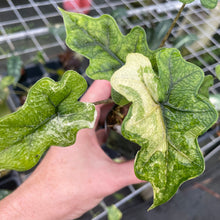 Load image into Gallery viewer, Alocasia Jacklyn Aurea variegated 2.5" pot, Fedex 2day*
