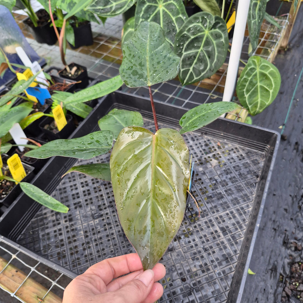 Philodendron Dark Lord, Exact Plant Ships Nationwide
