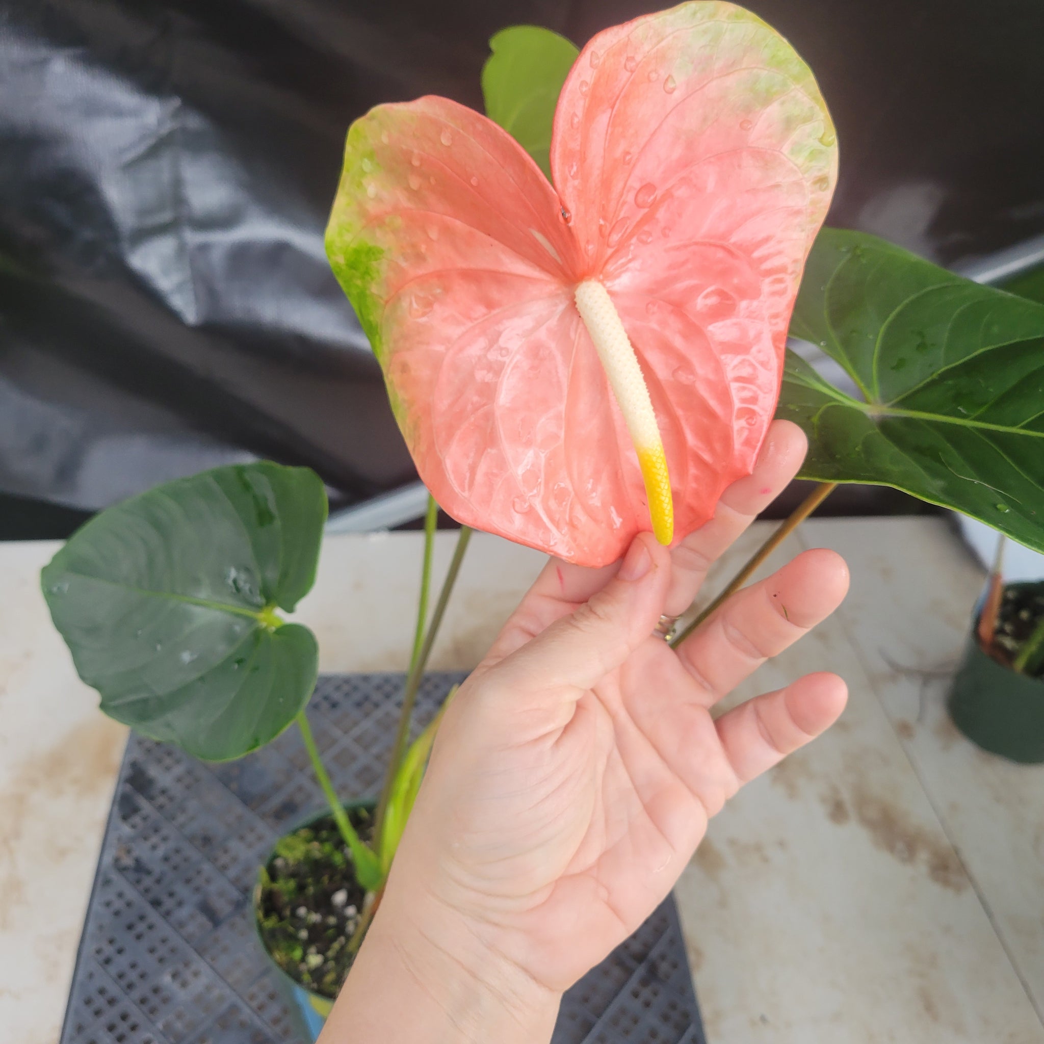 obake anthurium plants for sale Anthurium Anuenue Obake bicolor, pink/ green, Exact Plant, ship nation –  Canopy Gems