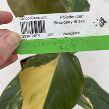 Load image into Gallery viewer, Philodendron Strawberry Shake Variegated exact plant, Fedex 2day*
