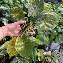 Load image into Gallery viewer, Alocasia Wentii Aurea variegated 4" pot, Fedex 2day*
