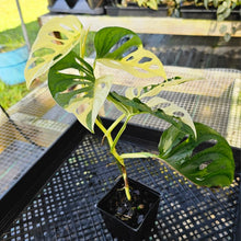 Load image into Gallery viewer, Monstera Adansonii Albo Tricolor, Exact Plant Variegated Ships Nationwide
