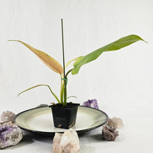 Load image into Gallery viewer, Philodendron Whipple Way, Exact Plant Variegated Ships Nationwide
