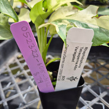 Load image into Gallery viewer, Rhaphidophora Tetrasperma Albo, Exact Plant Variegated Ships Nationwide
