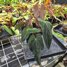 Load image into Gallery viewer, Anthurium Ace Of Spades X Papillilaminum, Exact Plant Ships Nationwide
