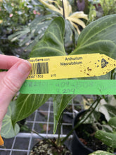 Load image into Gallery viewer, Anthurium Macrolobium exact plant, Fedex 2day*
