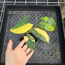 Load image into Gallery viewer, Syngonium Aurea, Exact Plant Variegated Ships Nationwide
