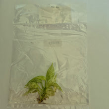 Load image into Gallery viewer, Rhaphidophora Tetrasperma White Monster Mint variegated tissue culture 2DayAir
