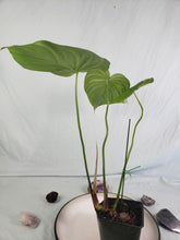 Load image into Gallery viewer, Pastazanum, Exact Plant, Philodendron
