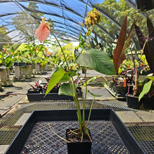 Load image into Gallery viewer, Anthurium Speckled Butterfly Shibori AFF, Exact Plant Variegated

