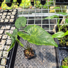 Load image into Gallery viewer, Alocasia Macrorrhiza Shock Treatment Variegated exact plant, Fedex 2day*
