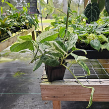 Load image into Gallery viewer, Epipremnum Pinnatum Marble, Exact Plant Variegated Ships Nationwide
