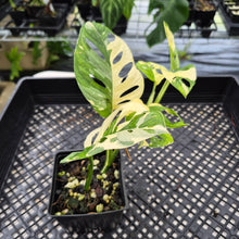 Load image into Gallery viewer, Monstera Adansonii Laniata Albo Variegated exact plant, Fedex 2day*

