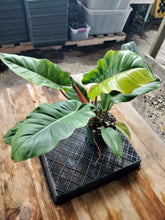 Load image into Gallery viewer, Philodendron Jungle Fever Mint, Exact Plant Variegated Ships Nationwide
