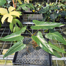 Load image into Gallery viewer, Philodendron Bernardopazii 6" pot, Fedex 2day
